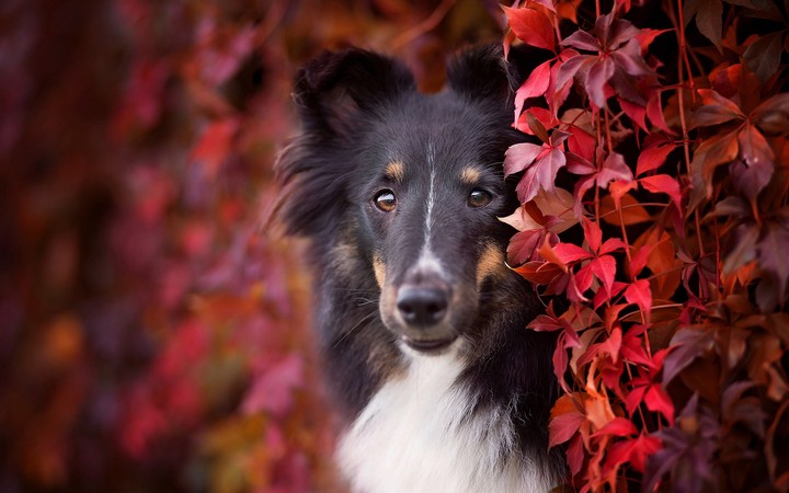 dog