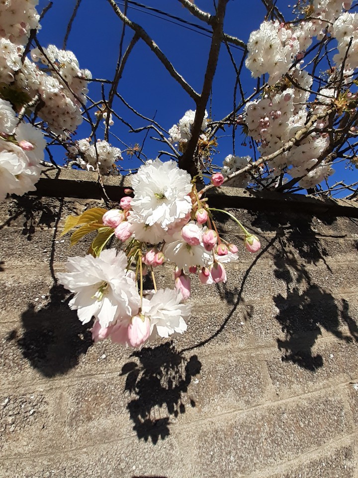 white cherry blossom