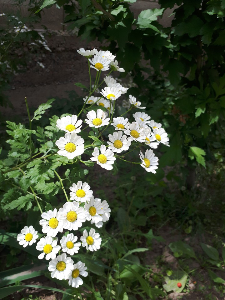 Ромашки