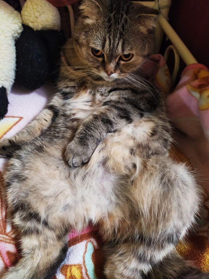 кот
