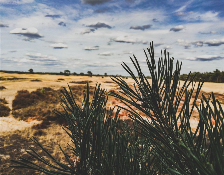 a pine in the middle of the steppe