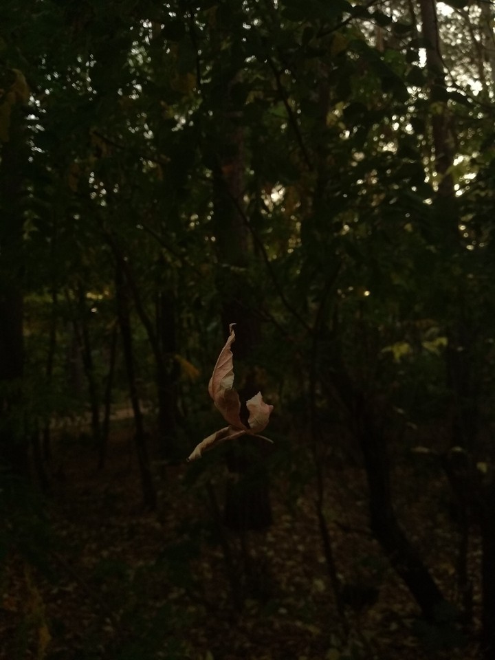 leaf