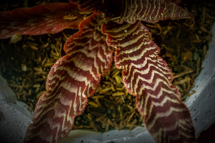 red plant