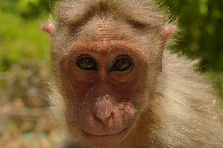 Hungry monkey