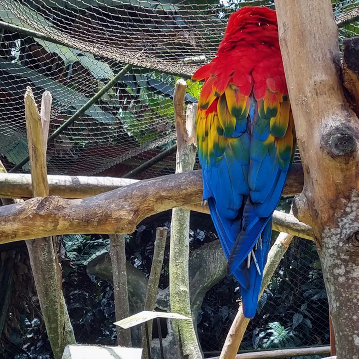 Guacamaya