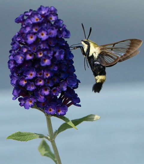 pollinator, purple壁紙