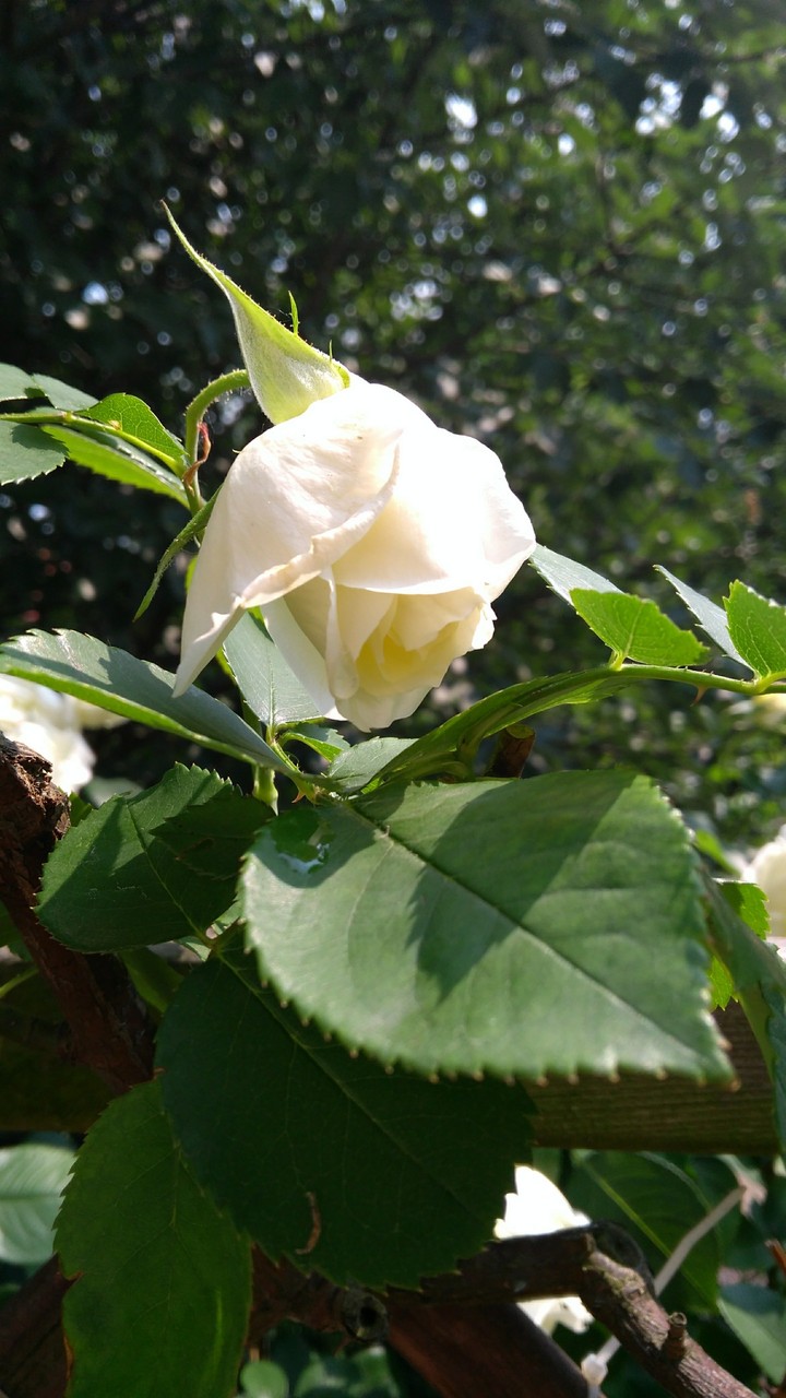 my garden