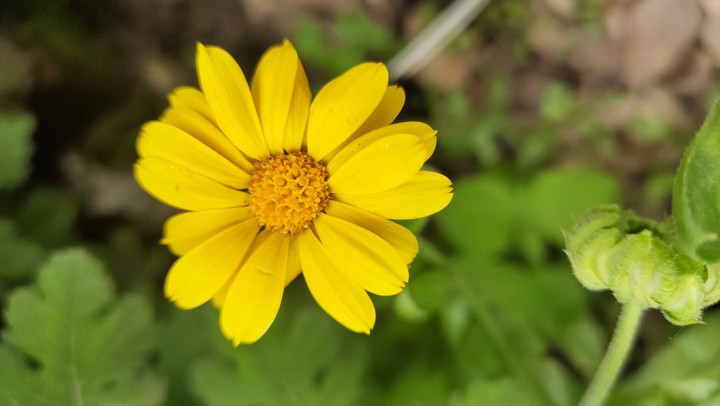 flower