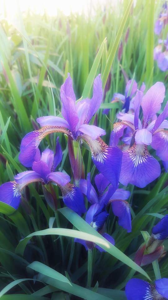 Iris