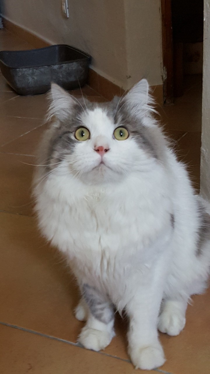 cat