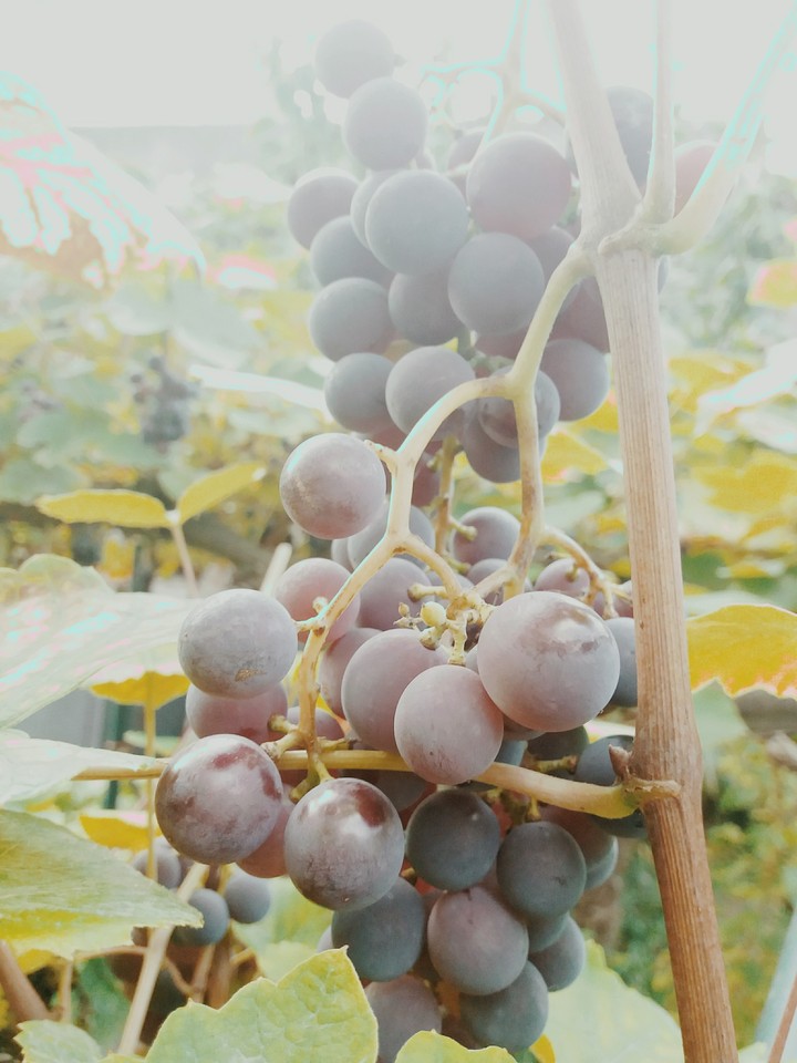 grappe de raisin
