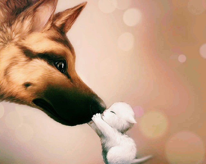 dog and cat's