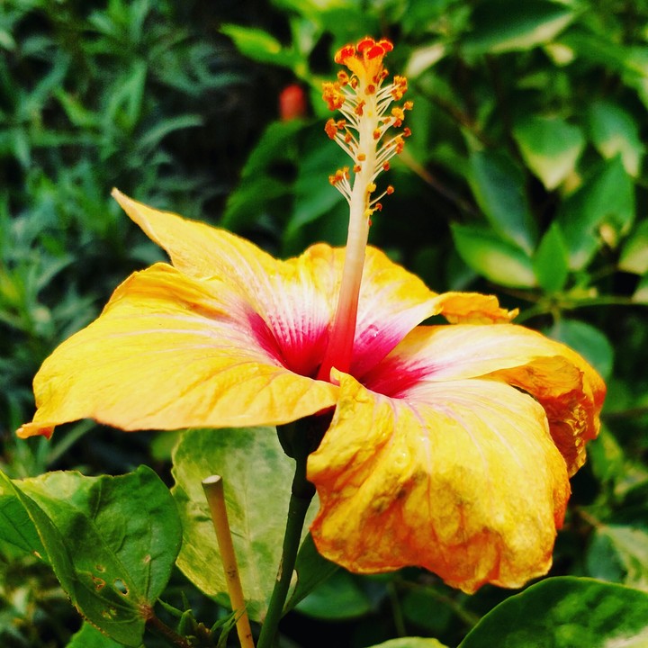 Love Nature #Love flowers ❤️❤️