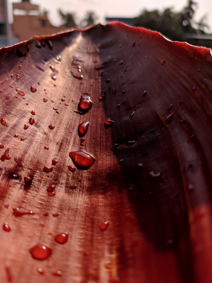 Dew Drops
