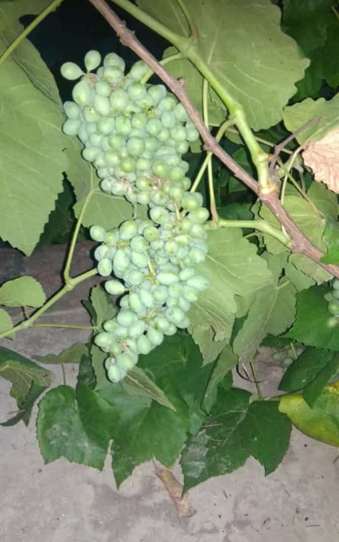 vitis vinifera