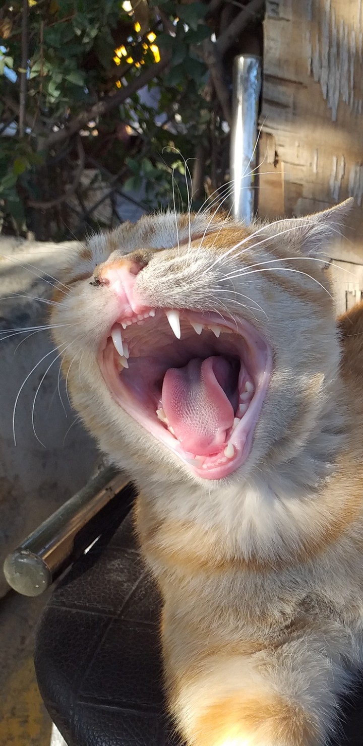 cat