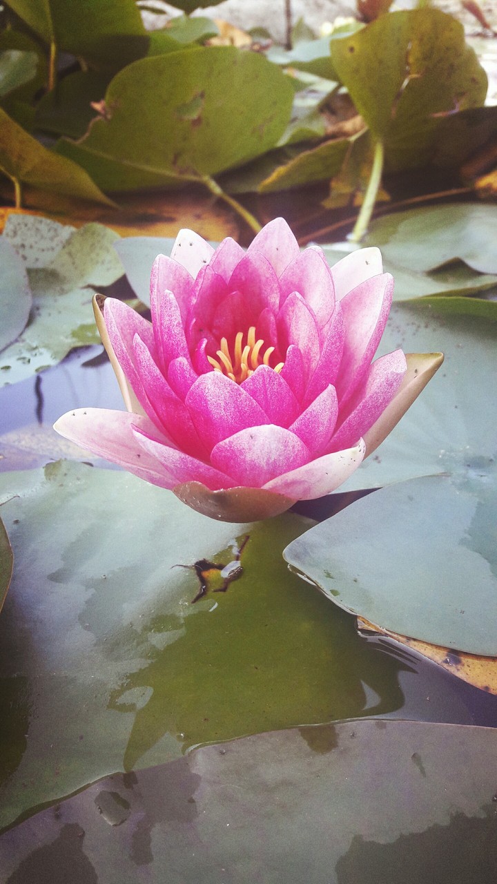 Water lily