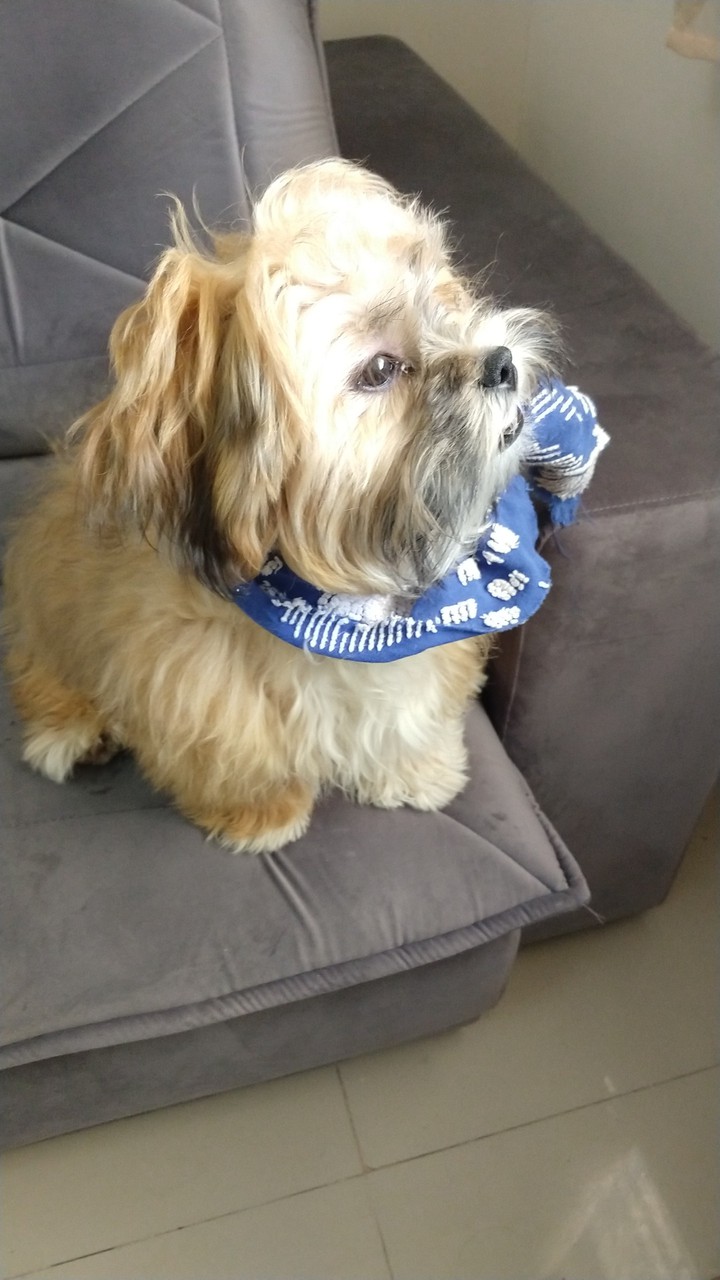 Dog