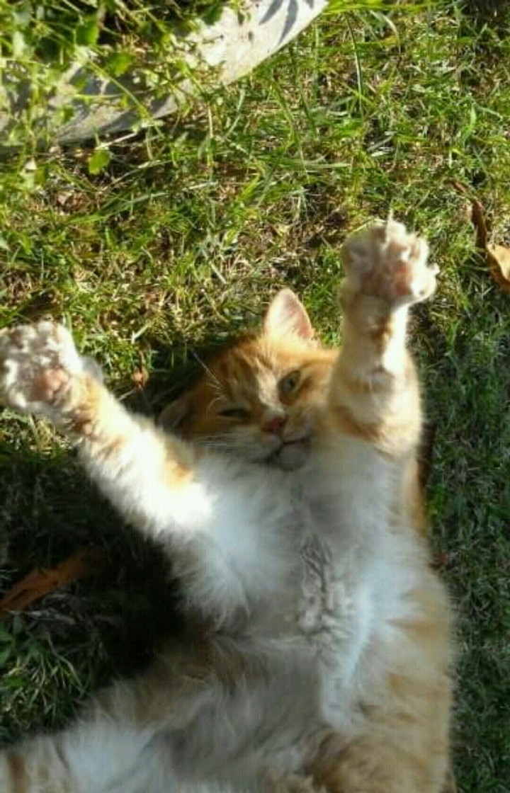 miaooo