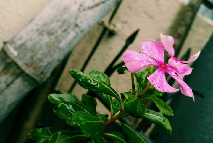 Nayantara (Catharanthus roseus) Flower