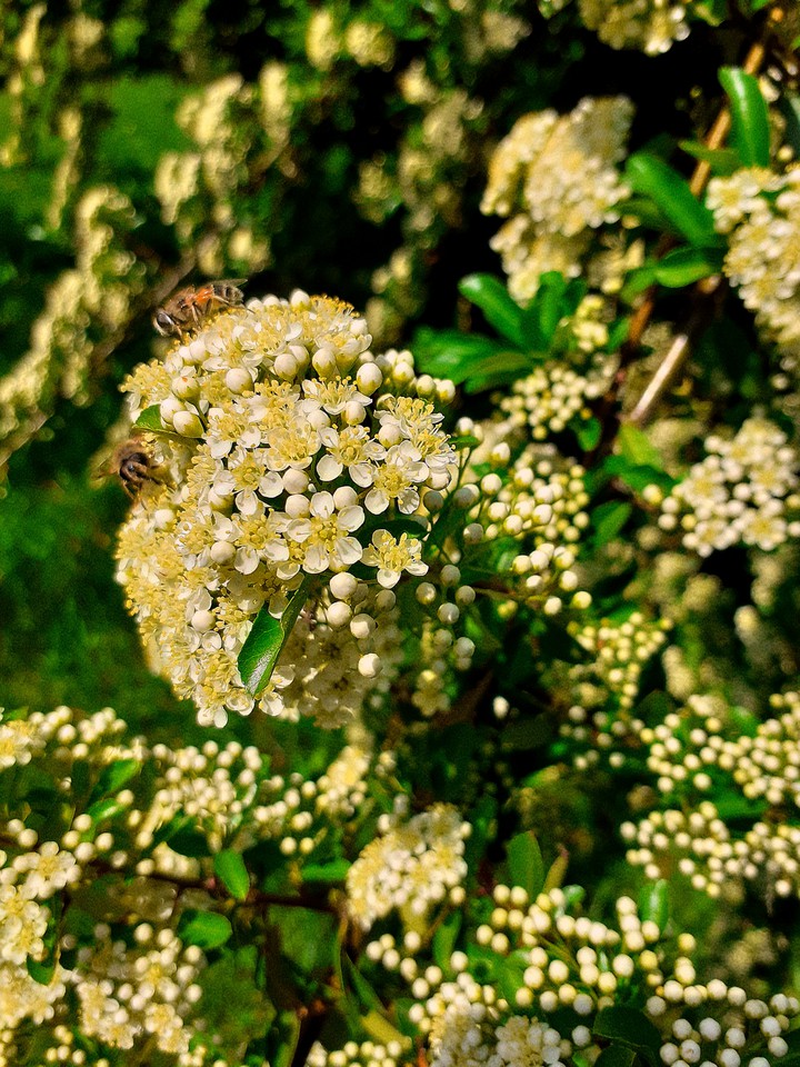 Bees