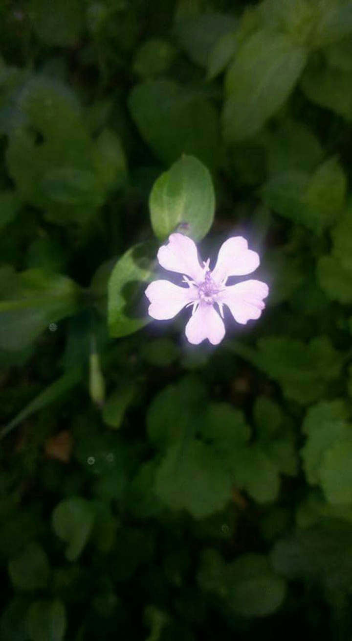 Small Flower