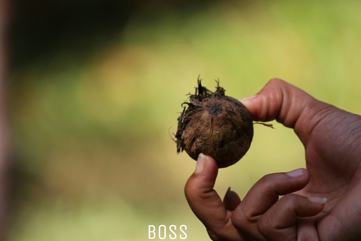 boss