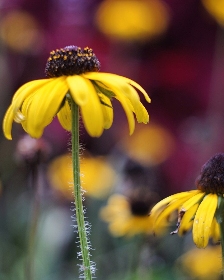 yellow daisy with black center