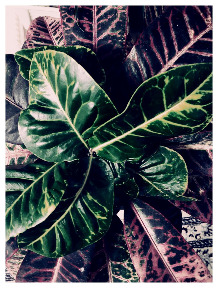 leafs