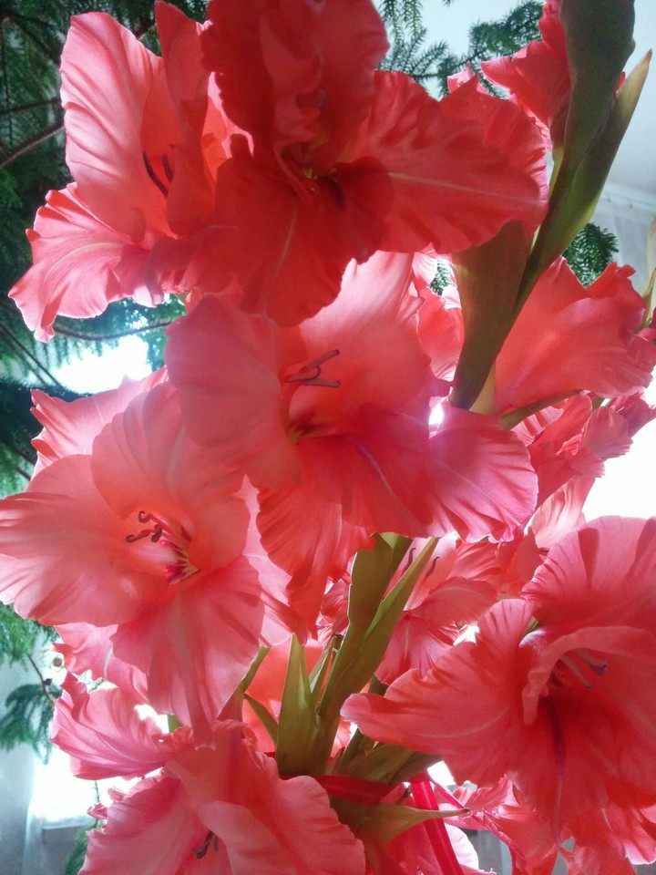 gladiolus