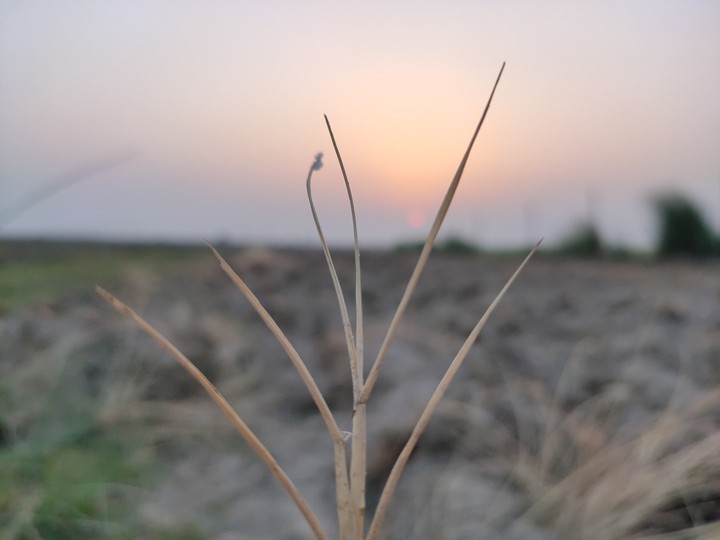 Macro