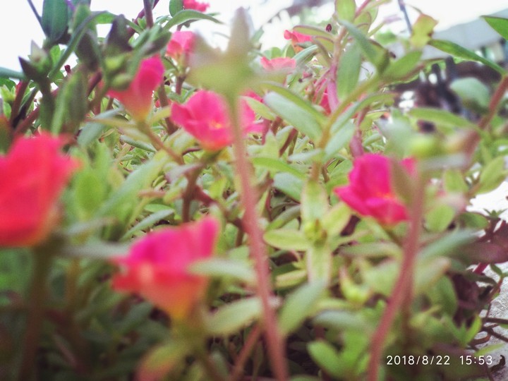 flowers