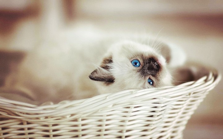 котёночек