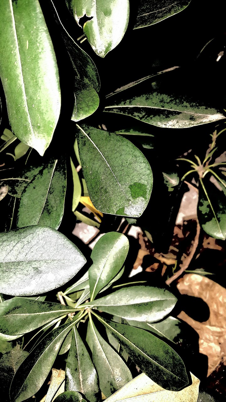 nature