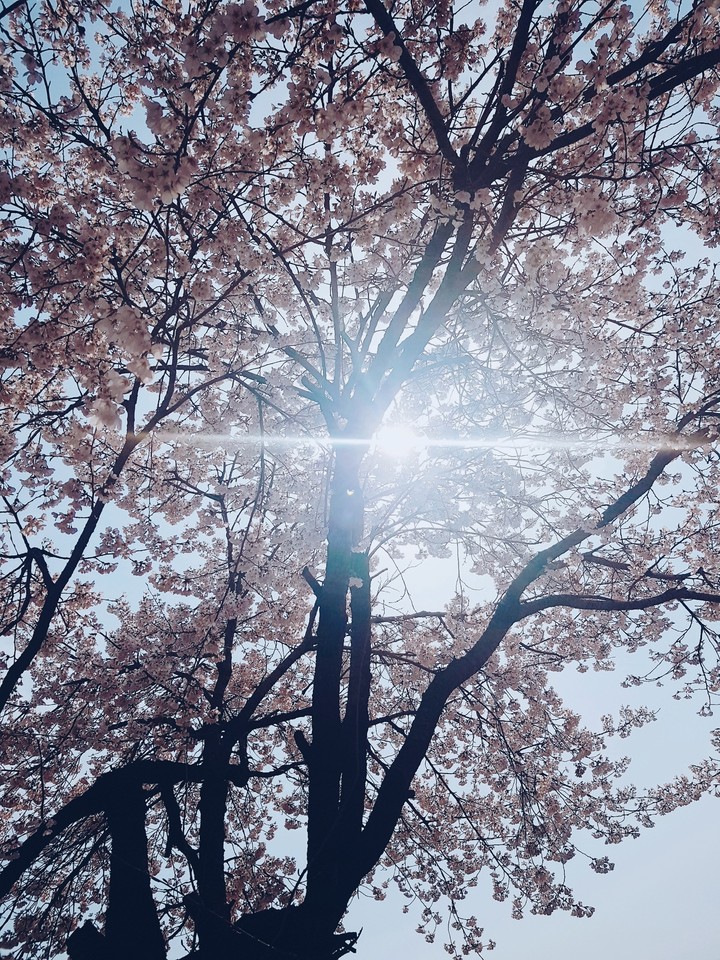 벚꽃