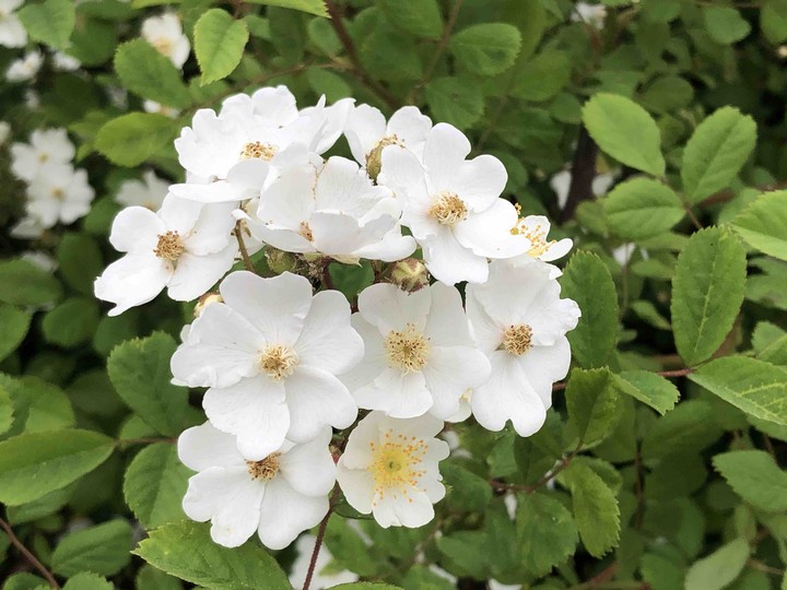찔레꽃