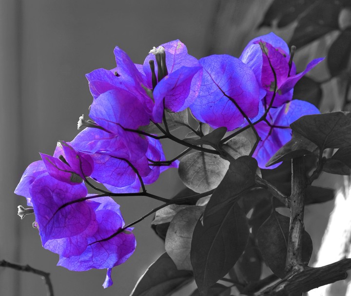 i think its purple!  :)))))))