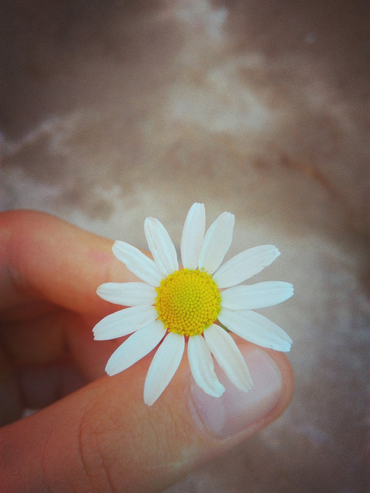 daisy