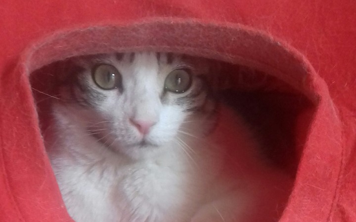 cat