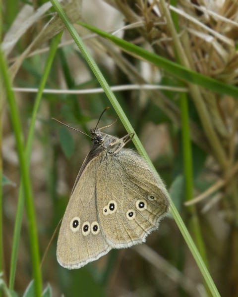 sfondi insect, arthropod