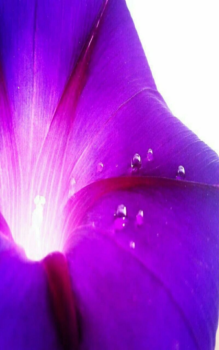 violet flower