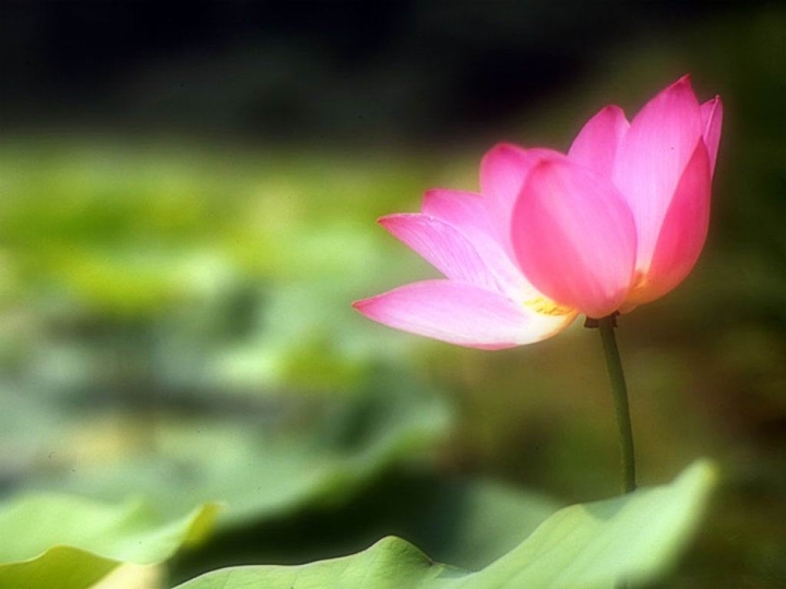 lotus