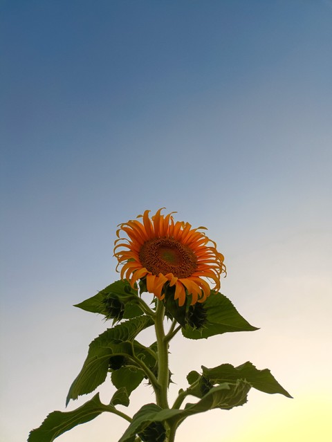 sunflowers, Yellow壁纸