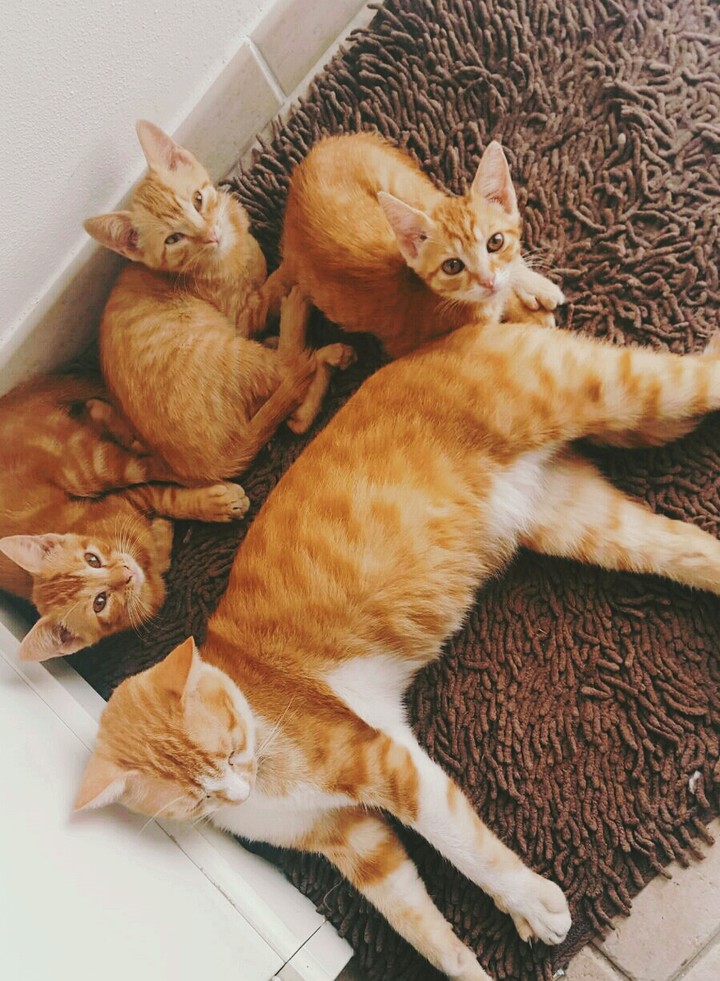 Cats