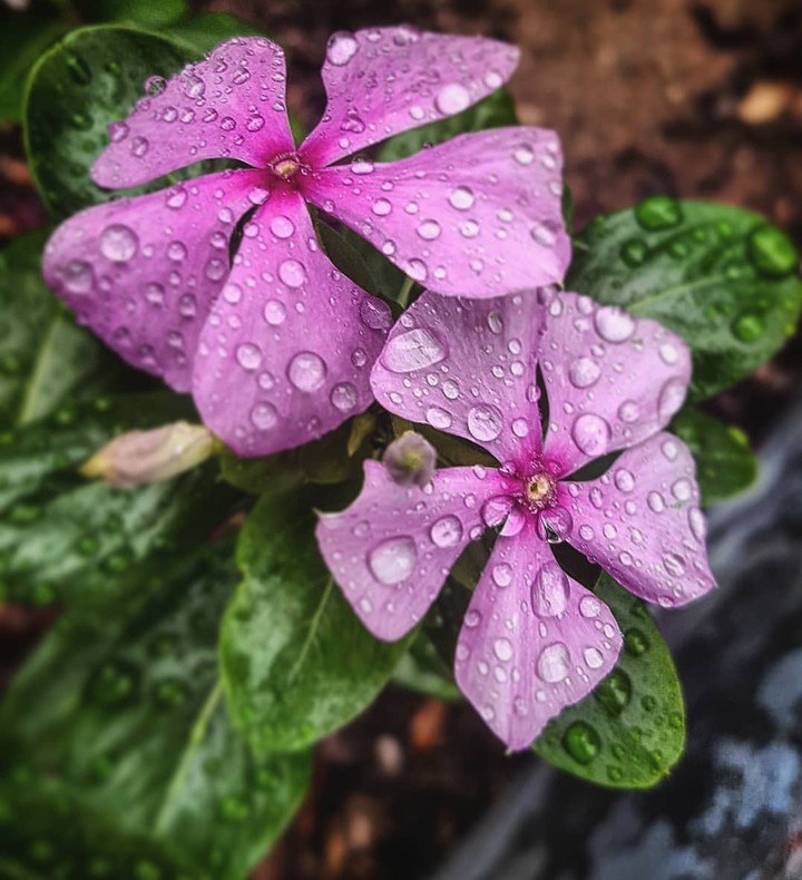 droplets