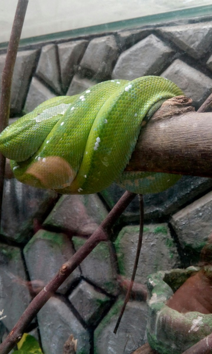 snake