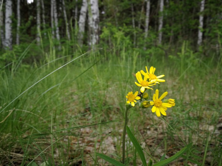 nature