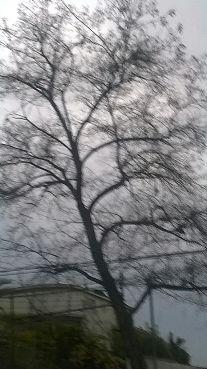 Nude tree