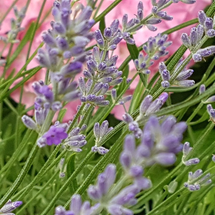 My garden