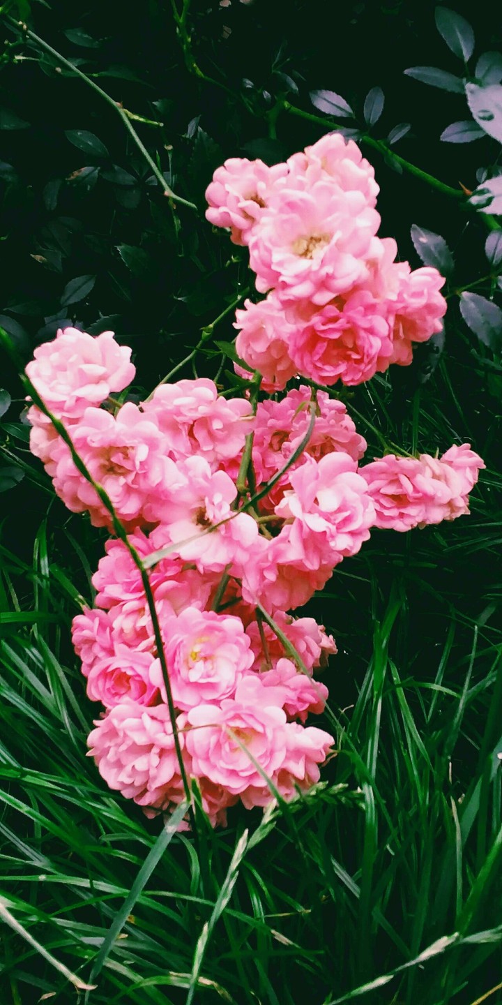 Beautiful Flowers
